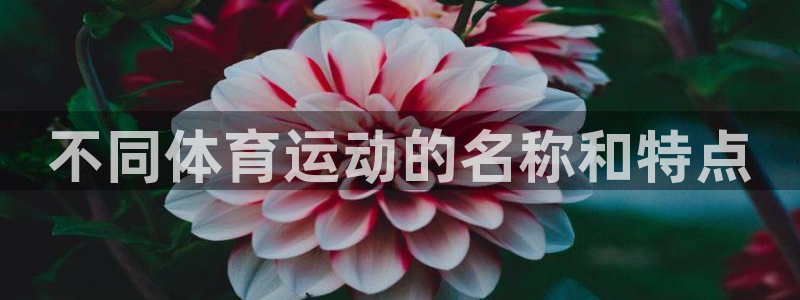 vsport体育官网下载官方客服电话