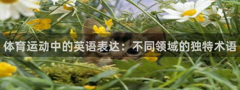 vsport体育官网下载开户